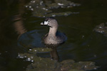 Pied-Billed Grebe